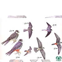 گونه لیل Eurasian Hobby